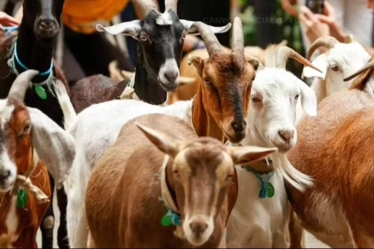 Loan for Goat Farming