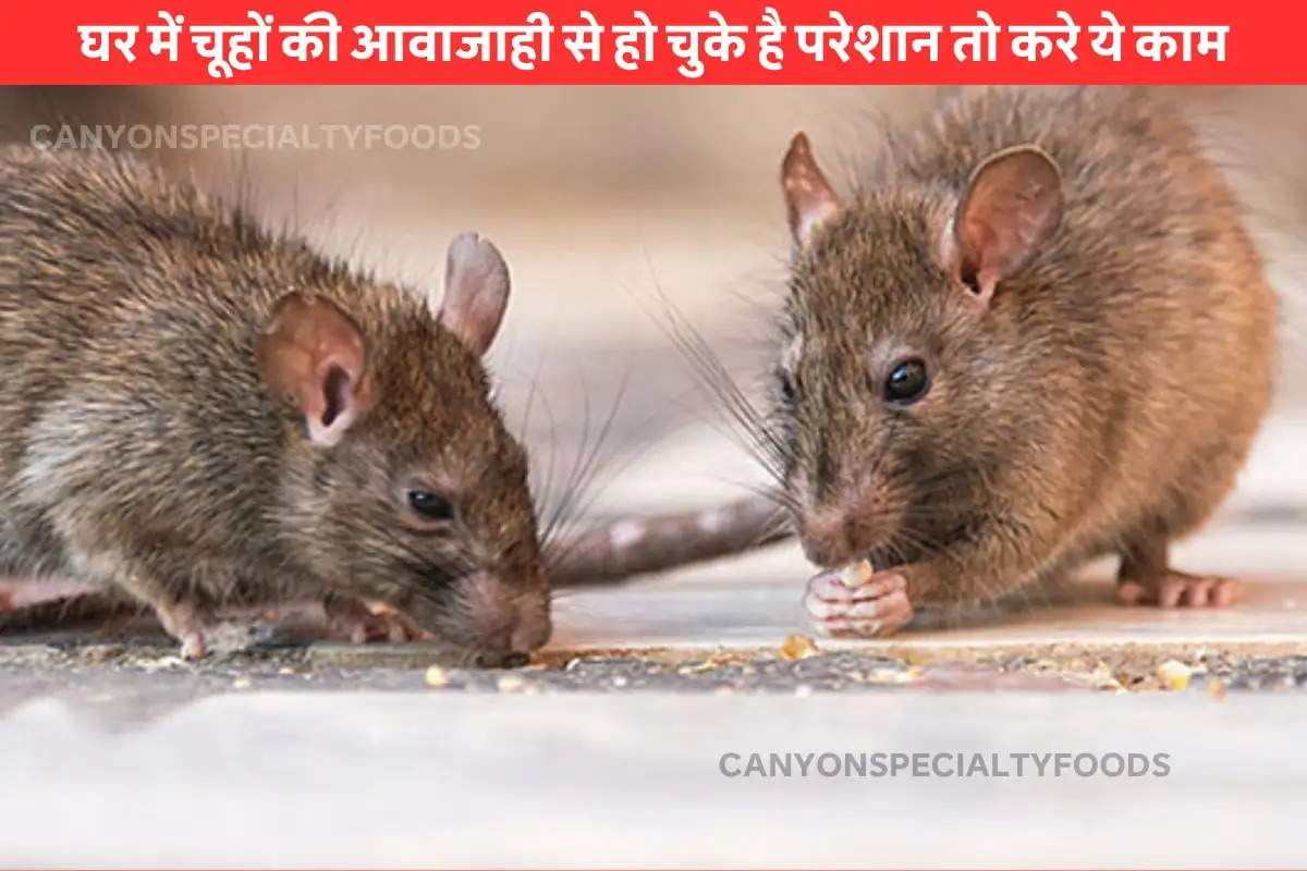 what kills rats instantly home remedies