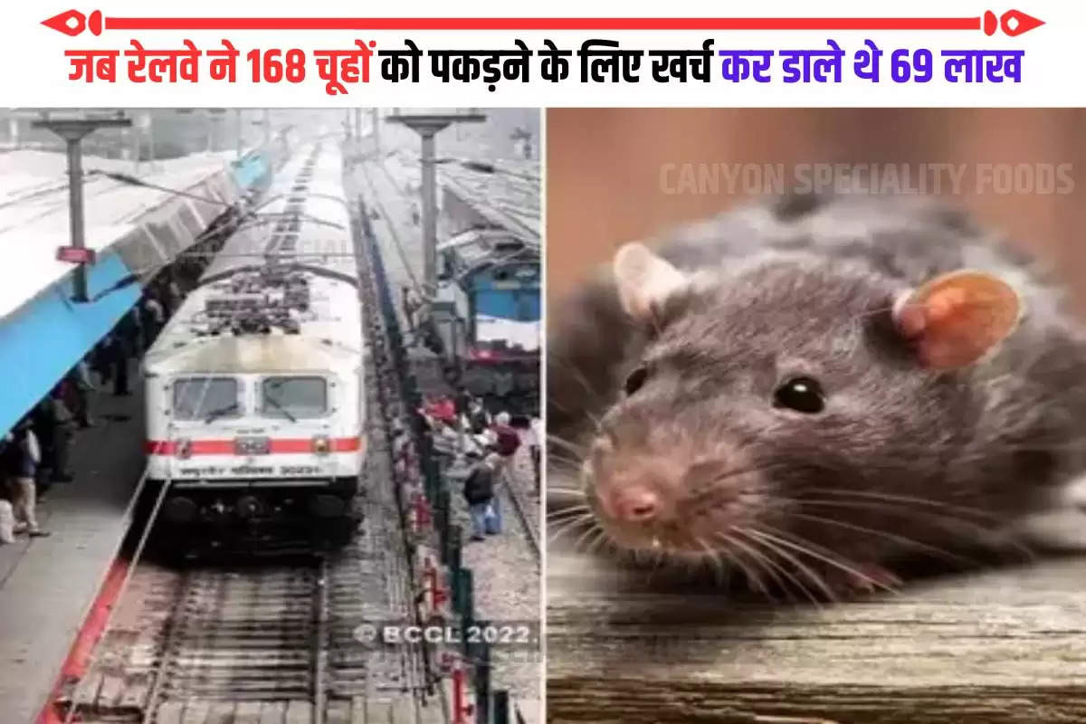 trapping rats in railway station