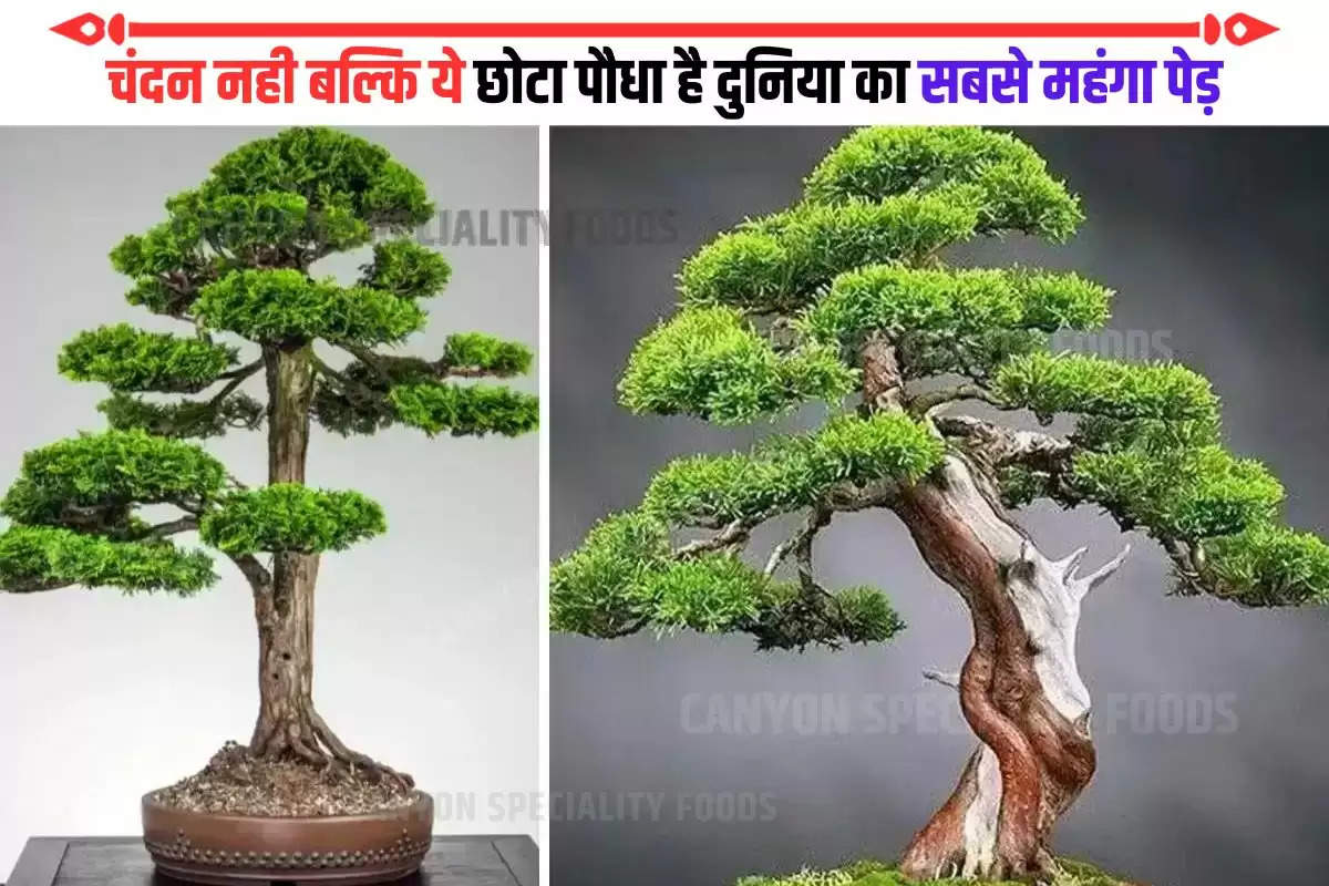 price of most expensive bonsai tree