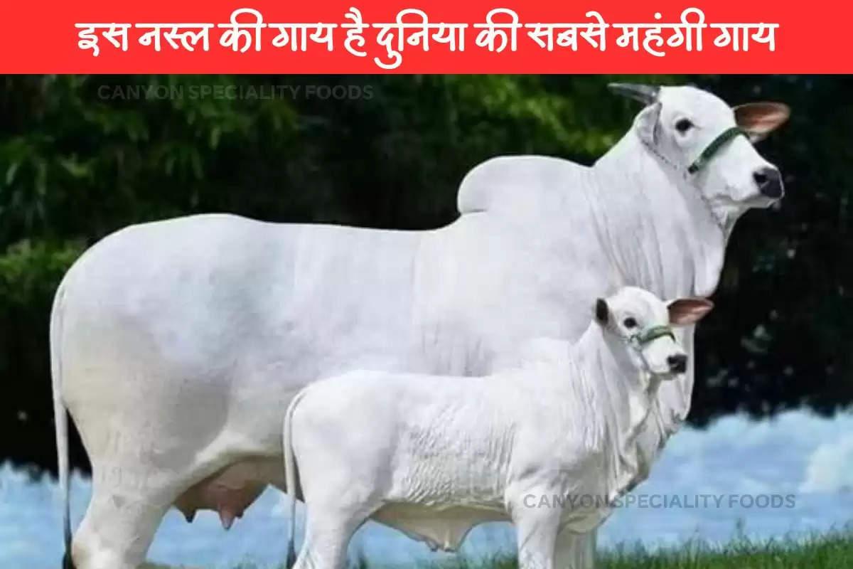 about most expensive cow viatina