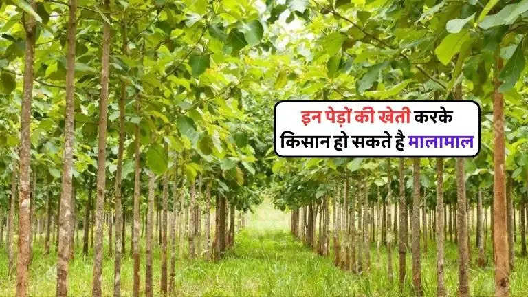 in pedo ki kheti kar ke kisaan lakhpati