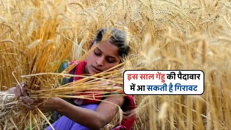 wheat-crisis-can-occur-again-india