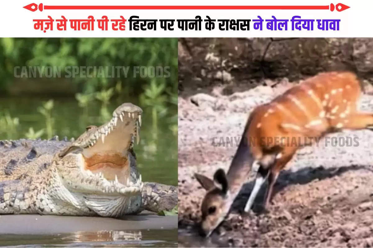 crocodile deer viral video