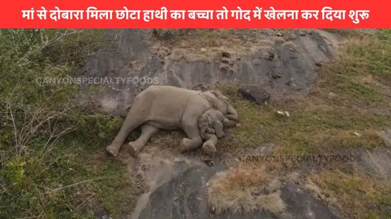 Rescued baby elephant snuggles with mother