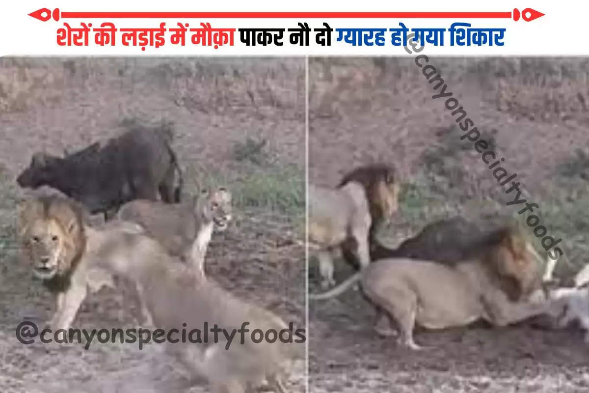 lions-were-fighting-and-meanwhile-hunt-buffalo-ran-away