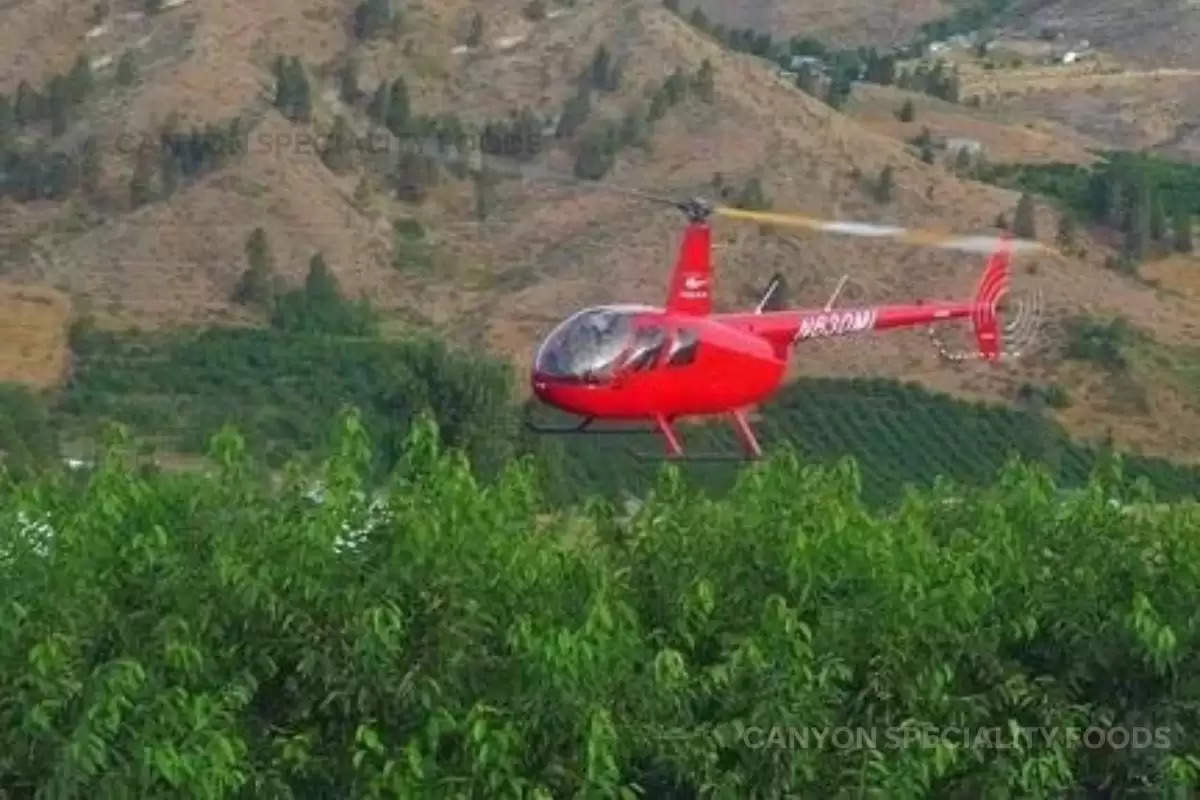 farmers-use-helicopter-for-farming