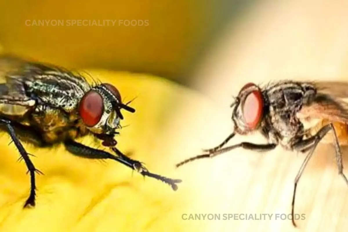 interesting facts about fly