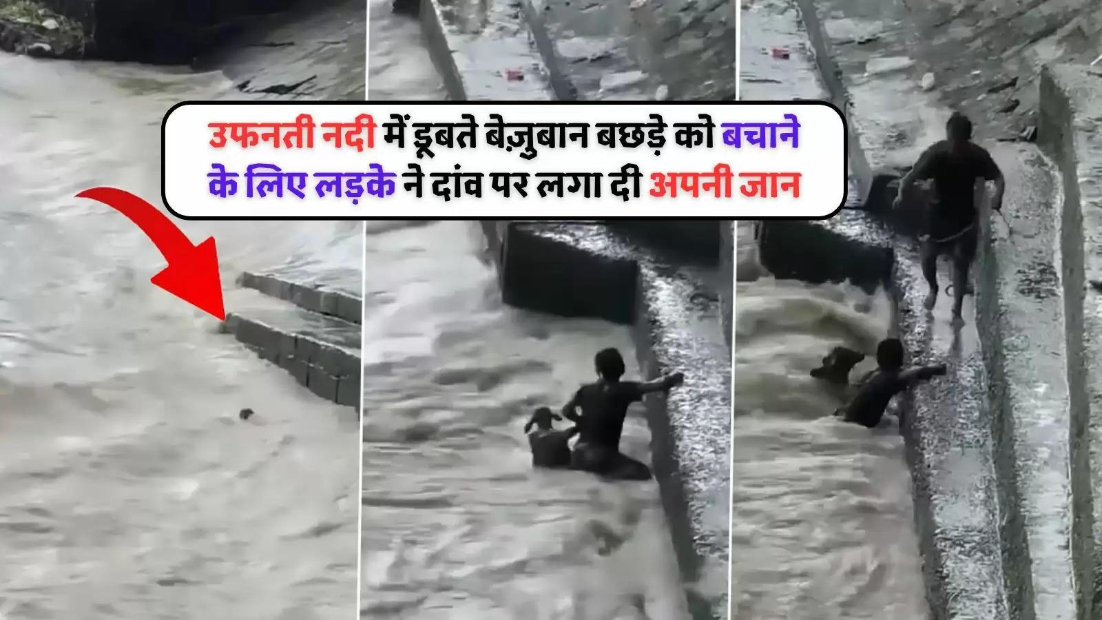 Man saves calf drowning in river