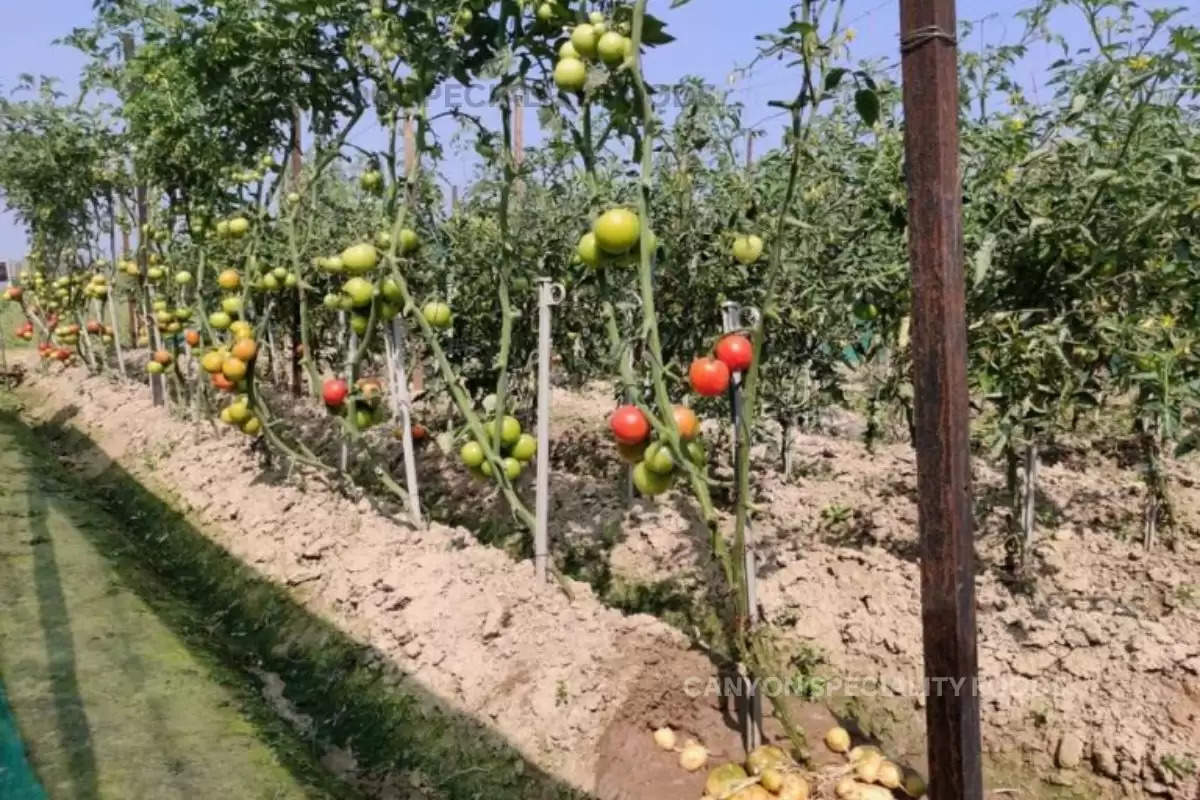 tomato-and-potato-crops