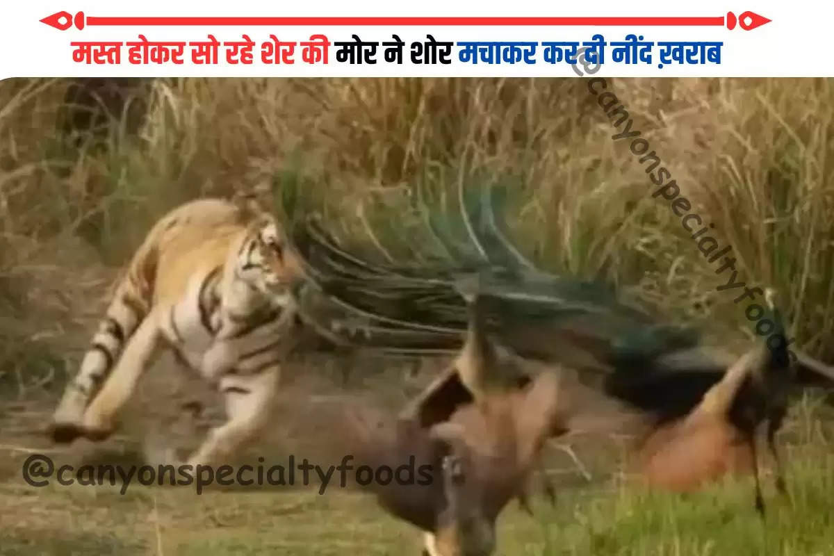 royal-bengal-tiger-attack-peacock-watch-viral-video