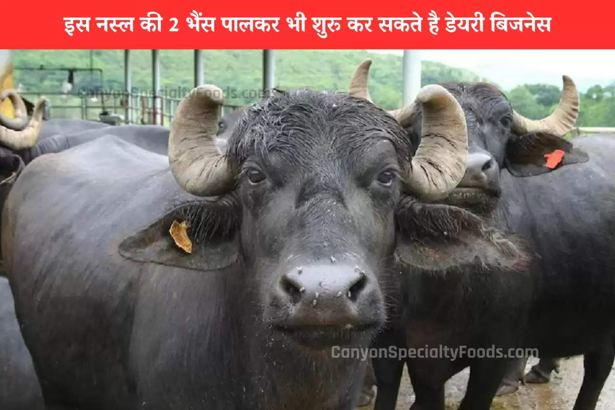 two-buffaloes-of-good-breed