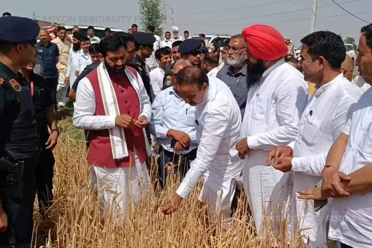 Wheat damaged due to hailstorm