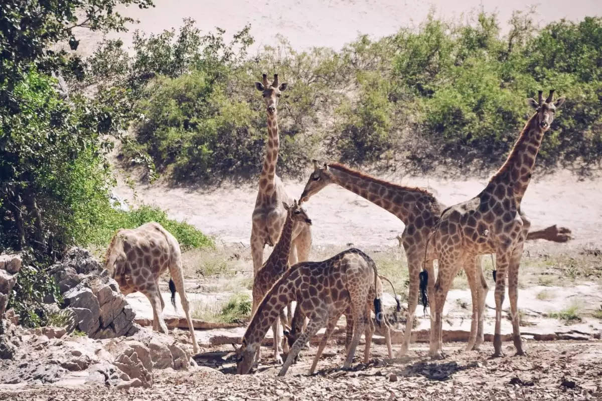 giraffe-how-does-a-drink-water