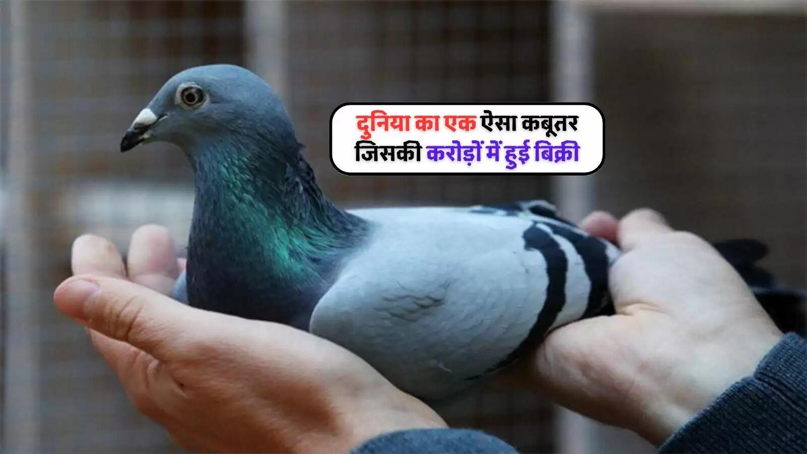 Racing Pigeon Auction