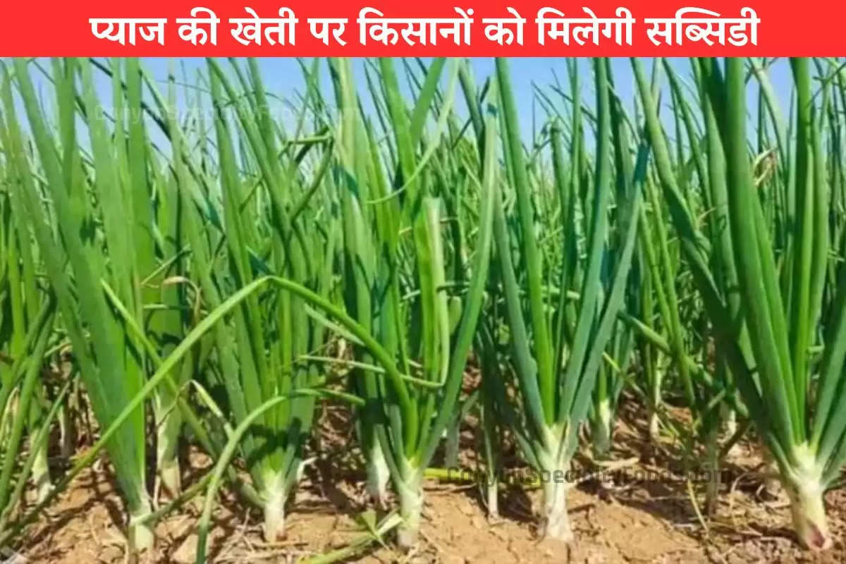 onion-farming-subsidy