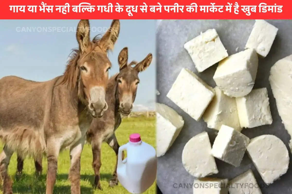 Donkey milk Paneer