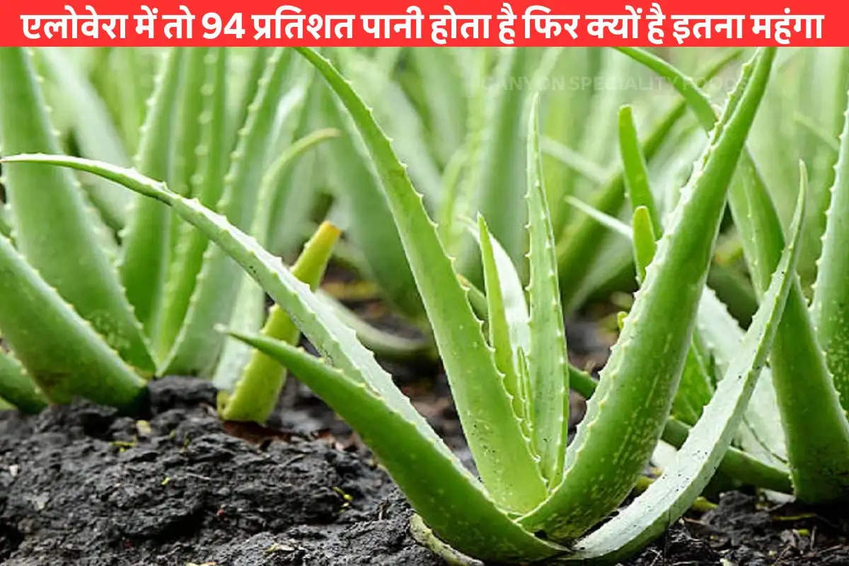 aloe-vera-contains-94-percent-water