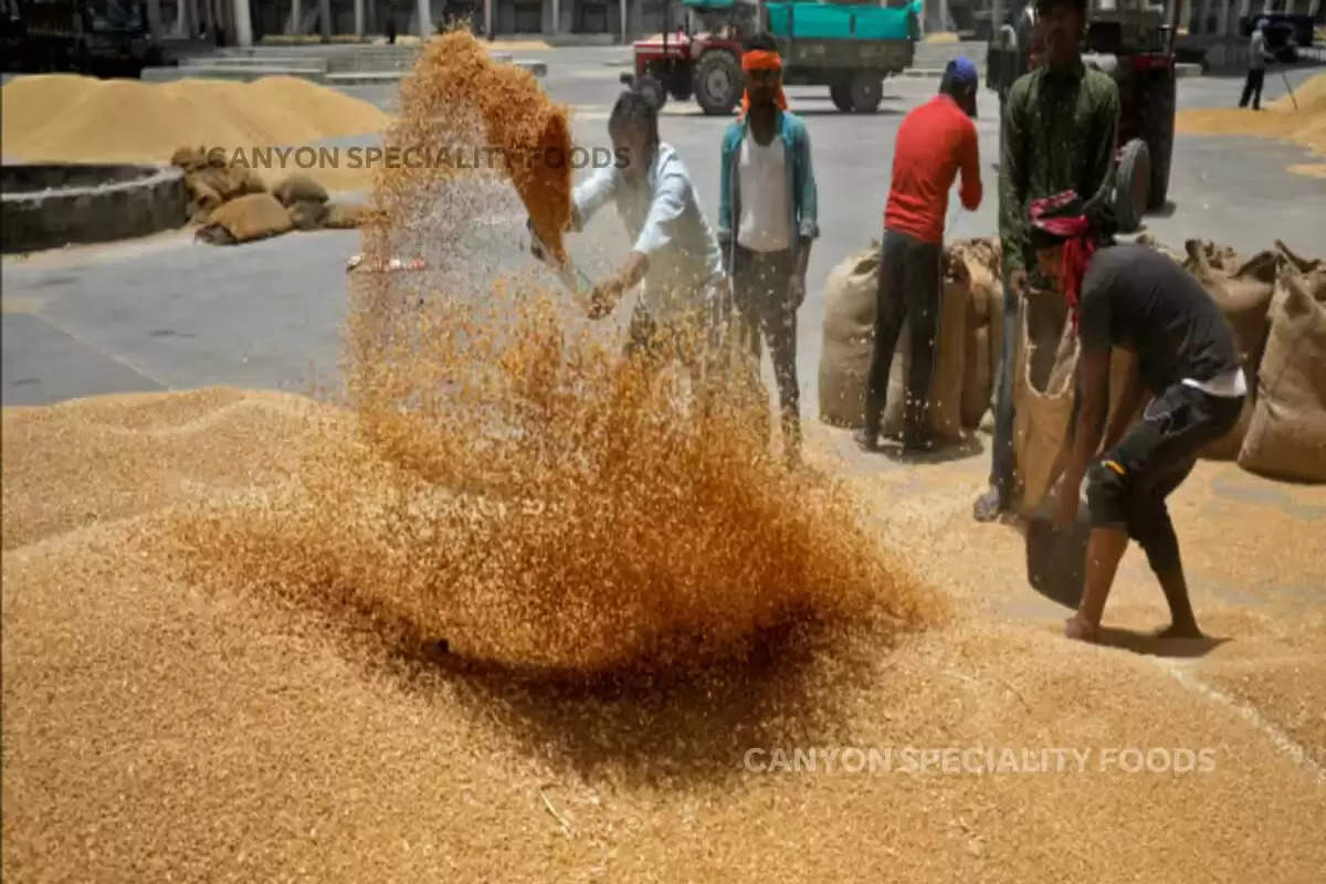 government-plan-to-increase-wheat