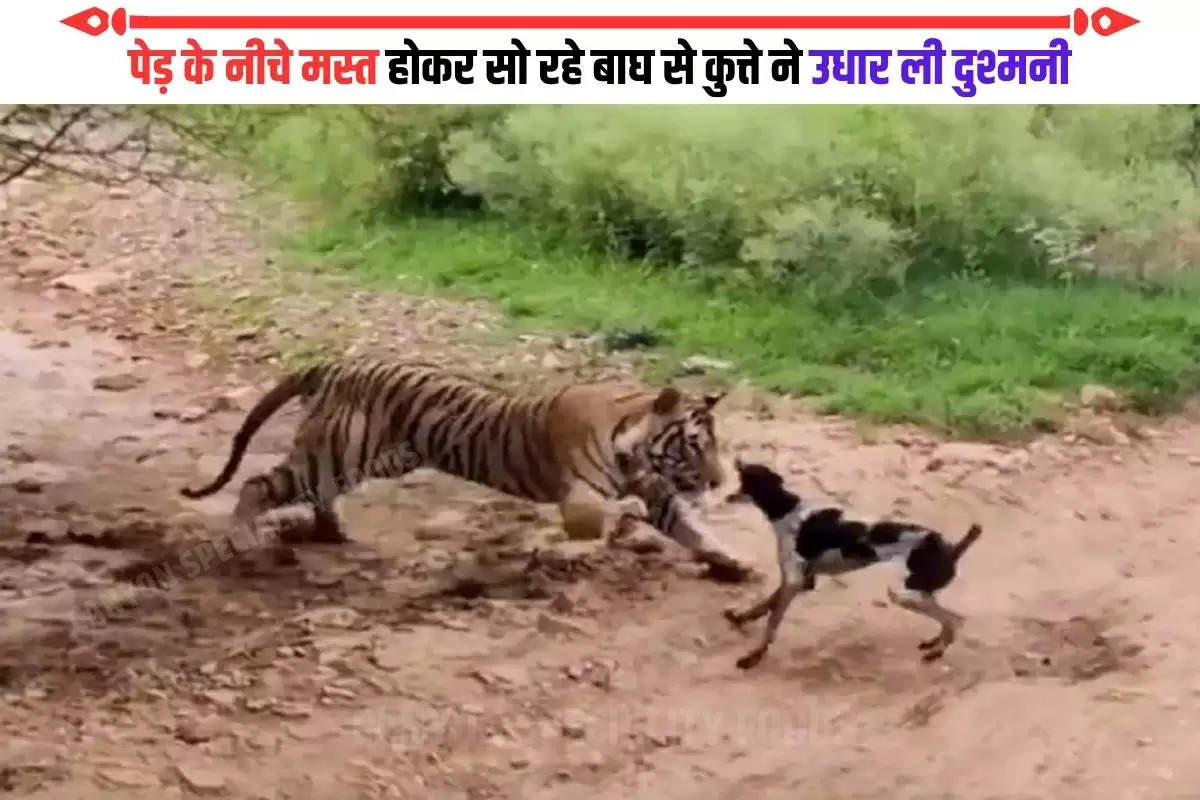 tiger kill dog ranthambore