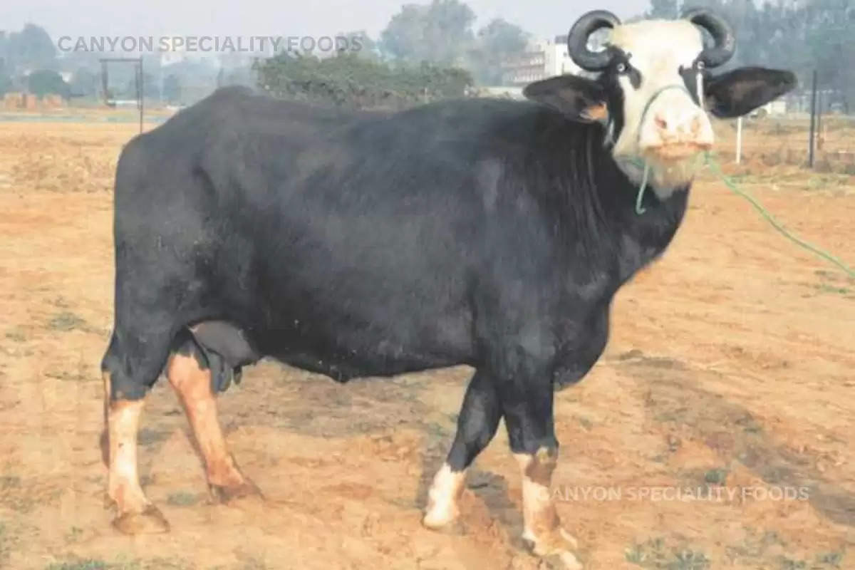 highest fat percentage in buffalo breed