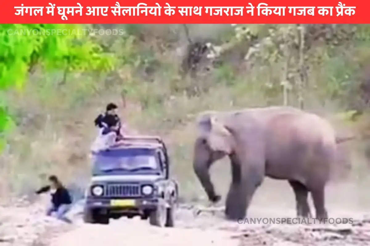 jungle safari funny video