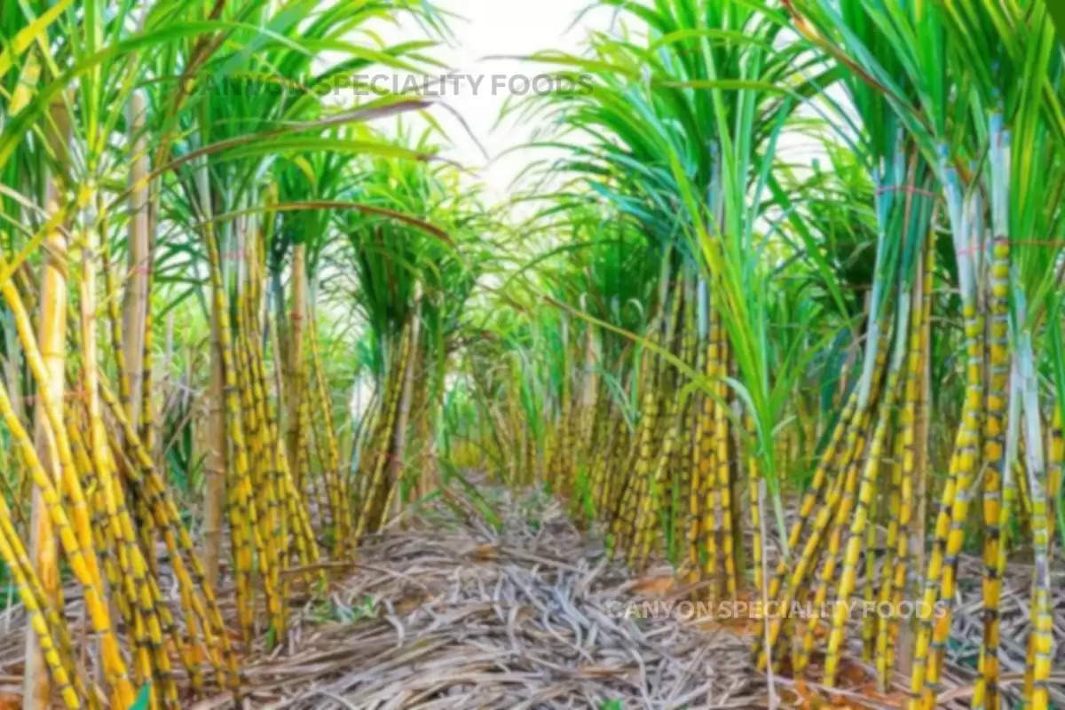 new-sugarcane-species