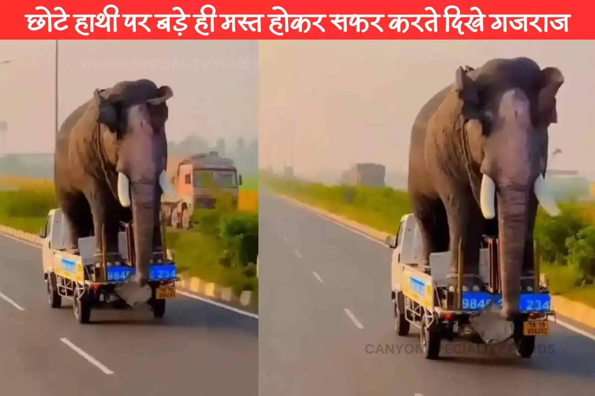 elephant chhota haathi viral video