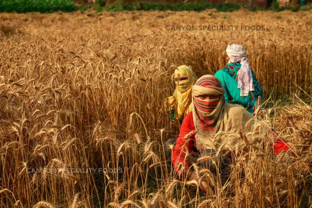 Wheat Cultivation in Haryana