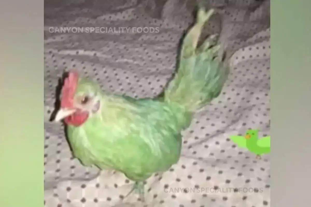 Man paints hen green and sell as parrot