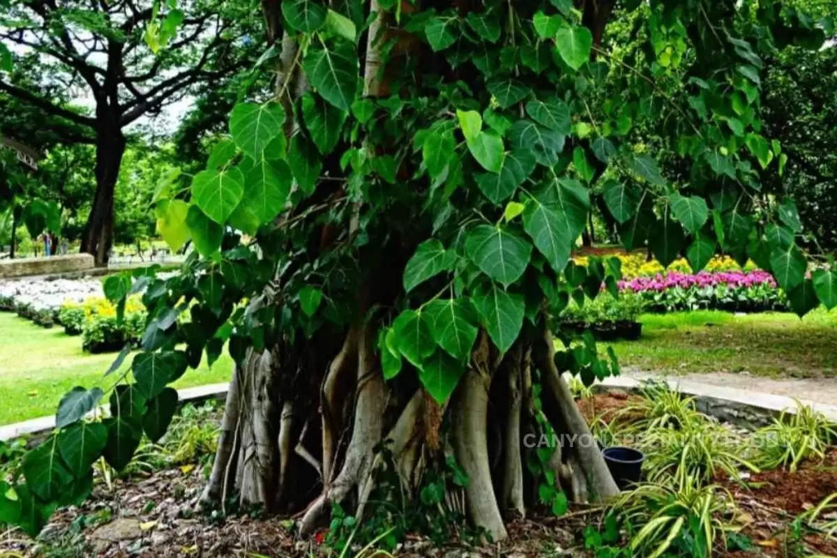 peepal-tree-gives-a-lot-of-oxygen