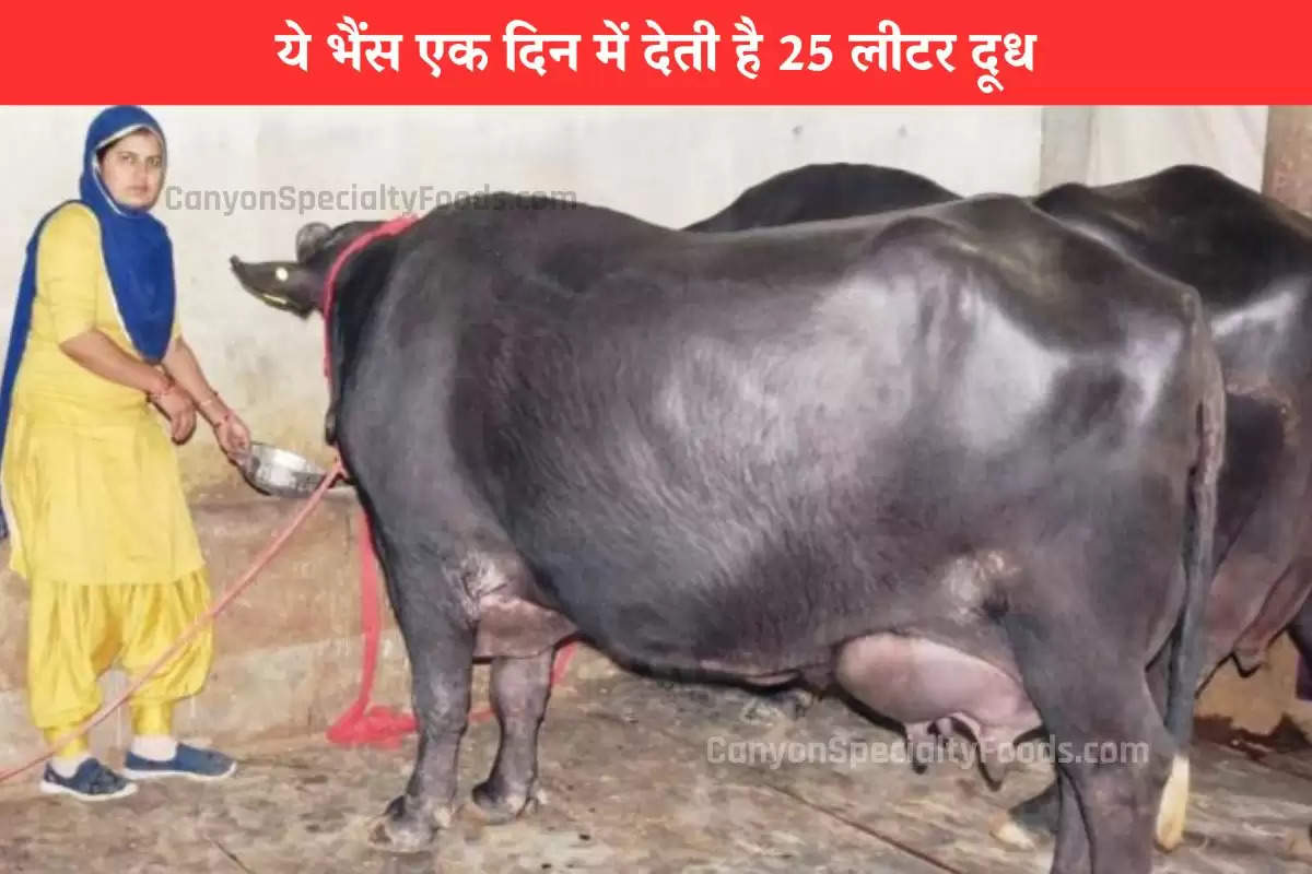 this-breed-of-buffalo-is-a-gives-25-liters-of-milk