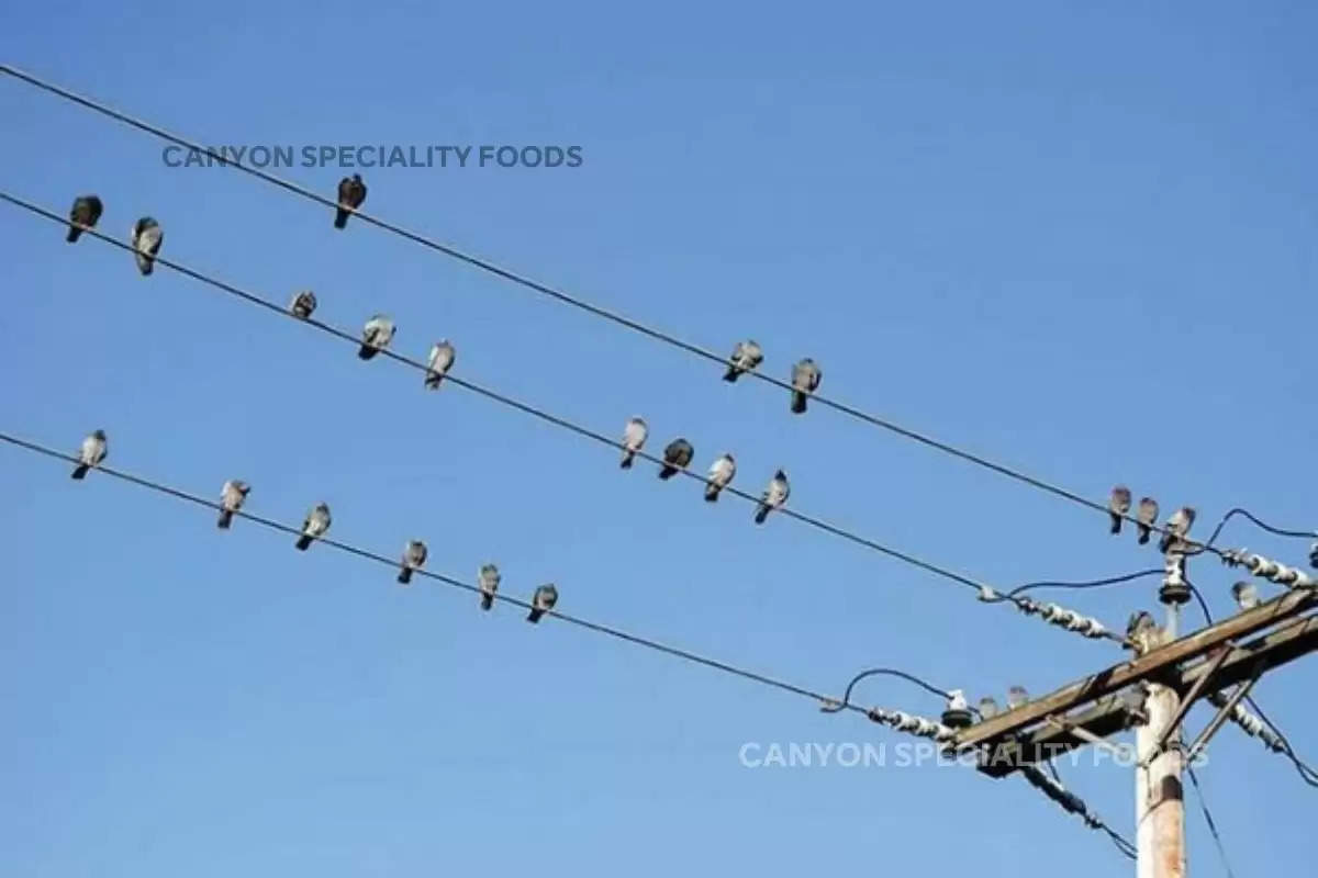 why-do-birds-sitting-on-electric-wires