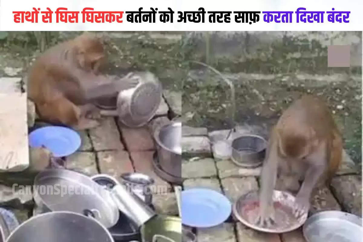 monkey washing utensils