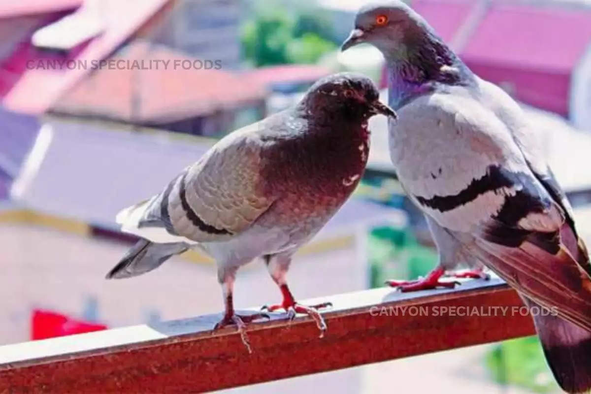 tips-and-tricks-how-to-keep-pigeons