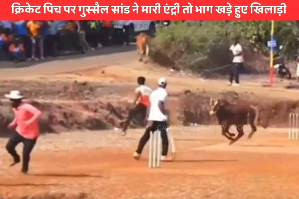 bull enter cricket pitch