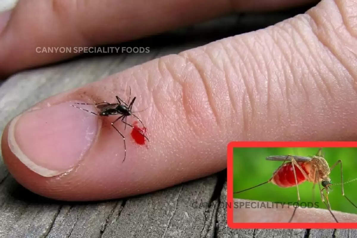 Iceland, Mosquitoes, Antarctica, Mosquitoes bites"/><meta name="keywords" content="Iceland, Mosquitoes, Antarctica, Mosquitoes bites