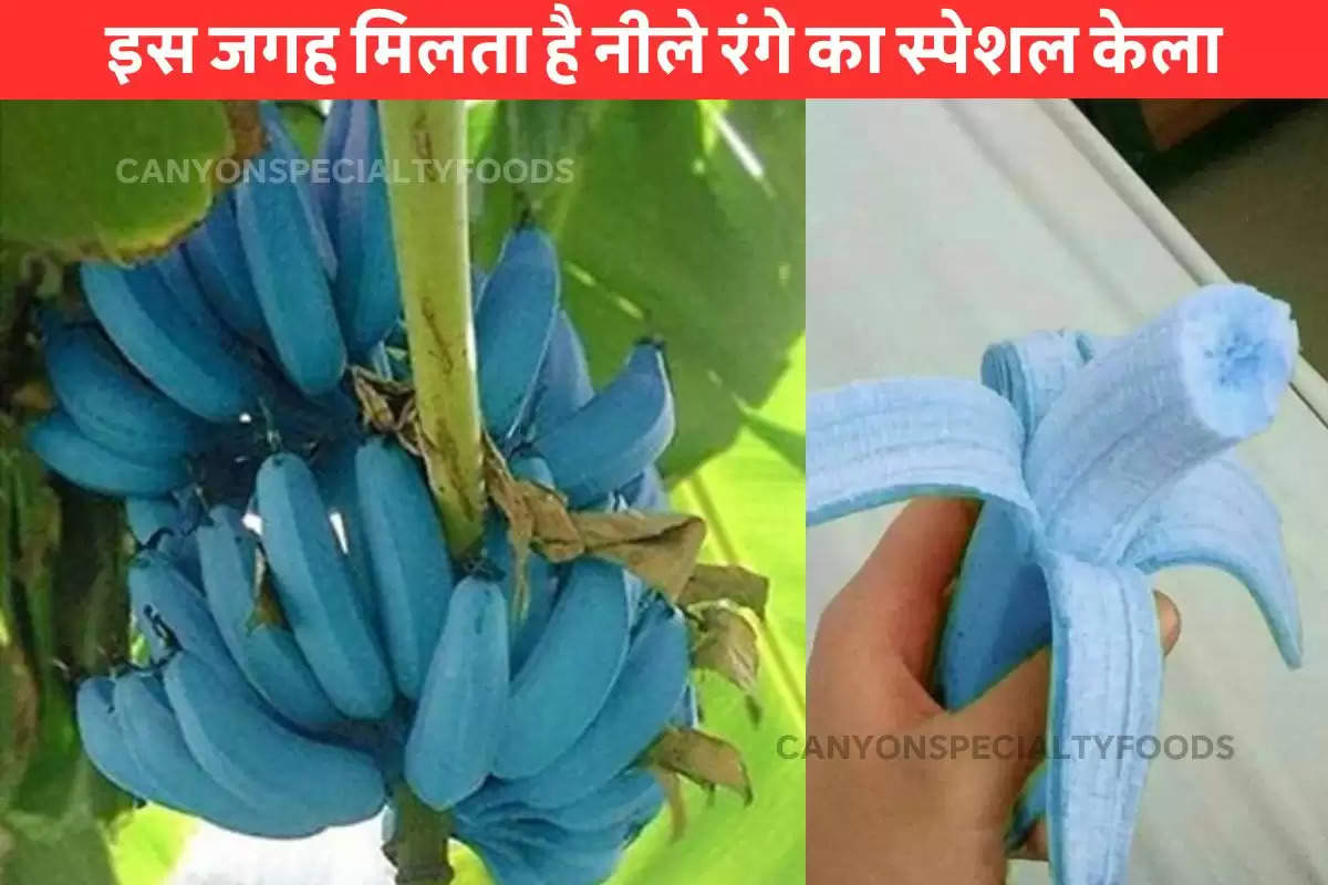 benefits of blue java banana