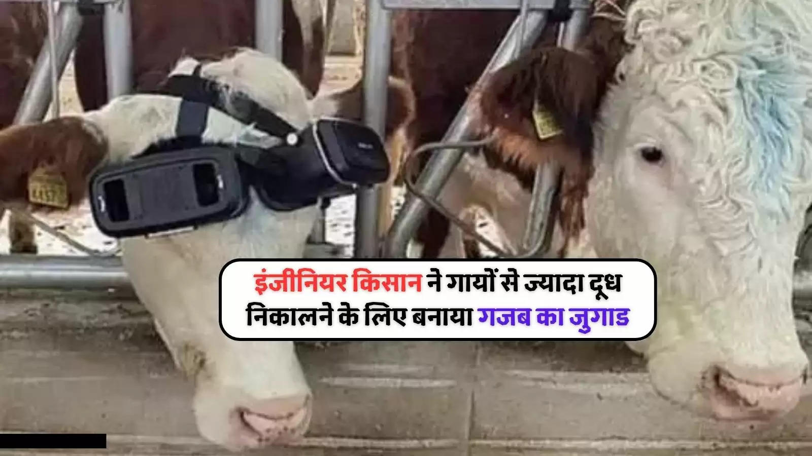 vr on cow eyes